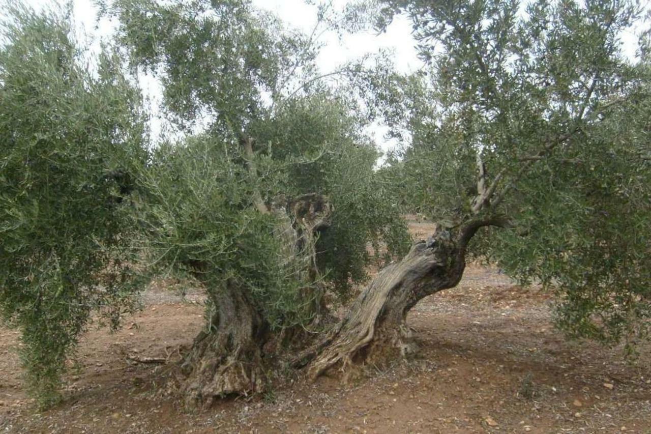 비야카리요 Cortijo El Derramadero 빌라 외부 사진